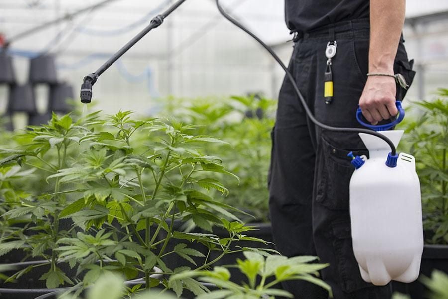 Cannabis Contamination Prevention: Protecting Product Quality and Regulatory Compliance Cannabis Contamination Prevention: Protecting Product Quality and Regulatory Compliance
